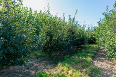 Prunus spinosa meerstammig 200-250