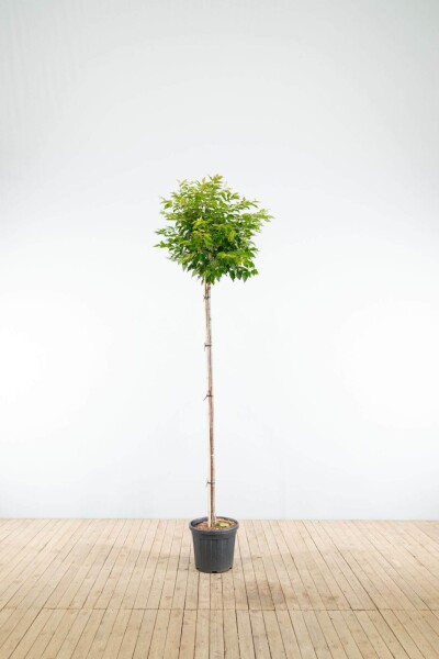 Prunus x subhirtella 'Autumnalis' hoogstam 14/16 225cm stam