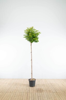 Prunus x subhirtella 'Autumnalis' hoogstam 14/16 225cm stam