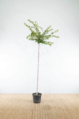 Prunus x subhirtella 'Autumnalis' hoogstam 14/16 225cm stam