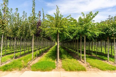Prunus x subhirtella 'Autumnalis' hoogstam 14/16 225cm stam