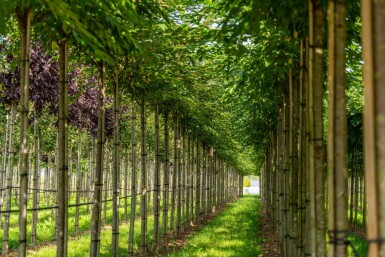 Prunus x subhirtella 'Autumnalis' hoogstam 14/16 225cm stam