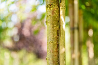 Prunus x subhirtella 'Autumnalis' hoogstam 14/16 225cm stam