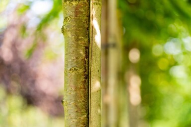 Prunus x subhirtella 'Autumnalis' hoogstam 14/16 225cm stam