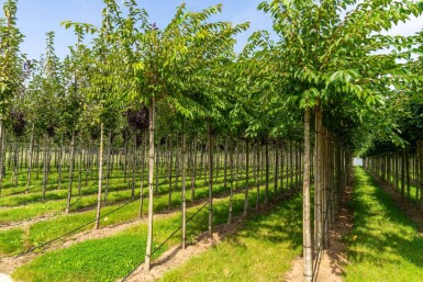 Prunus x subhirtella 'Autumnalis' hoogstam 14/16 225cm stam