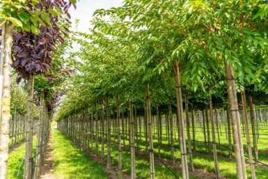 Prunus x subhirtella 'Autumnalis' hoogstam 14/16 225cm stam
