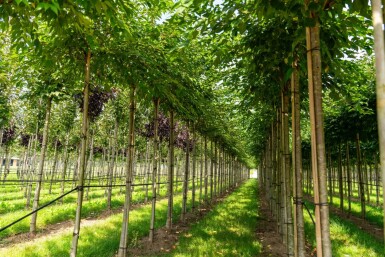 Prunus x subhirtella 'Autumnalis' hoogstam 14/16 225cm stam