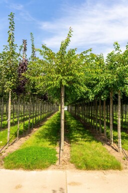 Prunus x subhirtella 'Autumnalis' hoogstam 14/16 225cm stam