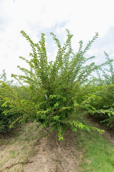 Prunus x subhirtella 'Autumnalis' meerstammig 200-250