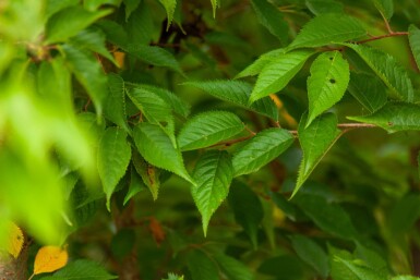 Prunus x subhirtella 'Autumnalis' meerstammig