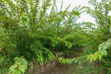 Prunus x subhirtella 'Autumnalis' meerstammig 200-250
