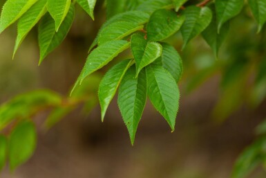 Prunus x subhirtella 'Autumnalis' meerstammig 200-250