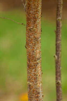 Prunus x subhirtella 'Autumnalis' meerstammig 200-250