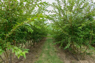 Prunus x subhirtella 'Autumnalis' meerstammig 200-250