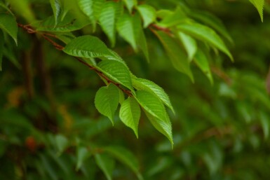 Prunus x subhirtella 'Autumnalis' meerstammig 200-250