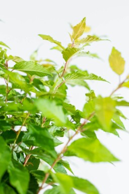 Prunus x subhirtella 'Autumnalis' halfstam