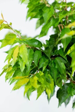 Prunus x subhirtella 'Autumnalis' halfstam 6/8 150cm stam
