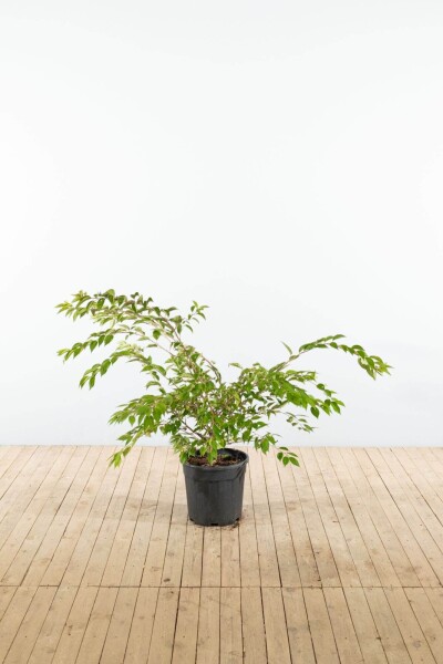 Prunus x subhirtella 'Autumnalis' struik 60-80