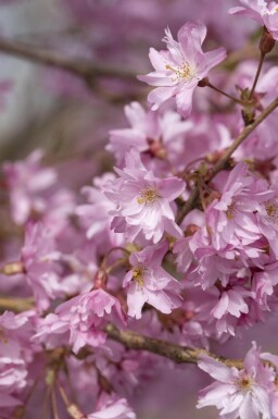 Prunus x subhirtella 'Autumnalis' struik 60-80