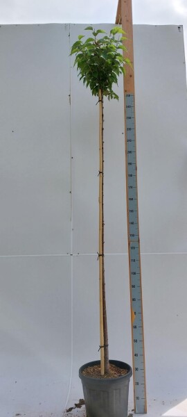Prunus x subhirtella 'Autumnalis Rosea' hoogstam 10/12 180cm stam