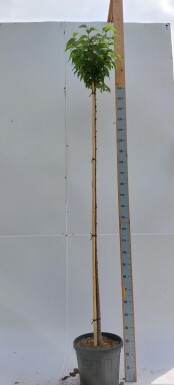 Prunus x subhirtella 'Autumnalis Rosea' hoogstam 10/12 180cm stam