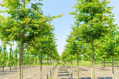 Prunus x subhirtella 'Autumnalis Rosea' hoogstam 10/12 180cm stam