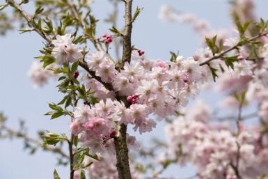Prunus x subhirtella 'Autumnalis Rosea' hoogstam 10/12 180cm stam