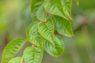 Prunus x subhirtella 'Autumnalis Rosea' meerstammig 175-200