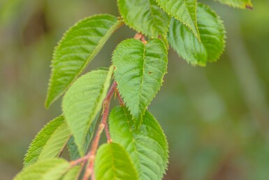 Prunus x subhirtella 'Autumnalis Rosea' meerstammig 175-200