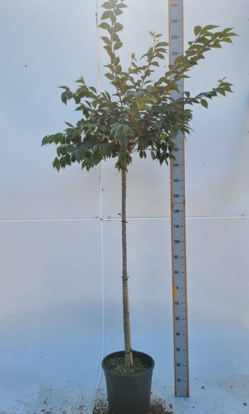 Prunus x subhirtella 'Autumnalis Rosea' halfstam 8/10 150cm stam