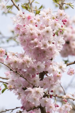 Prunus x subhirtella 'Autumnalis Rosea' halfstam 8/10 150cm stam