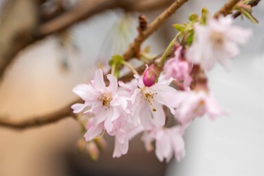 Prunus x subhirtella 'Autumnalis Rosea' halfstam 8/10 150cm stam