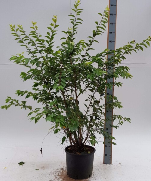Prunus x subhirtella 'Autumnalis Rosea' struik 80-100