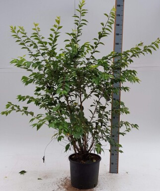 Prunus x subhirtella 'Autumnalis Rosea' struik 80-100