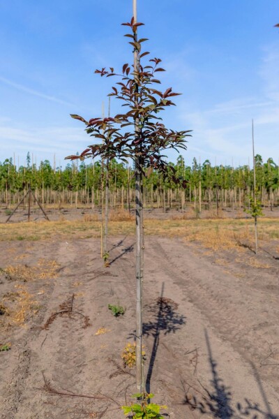 Prunus virginiana 'Shubert' hoogstam 10/12