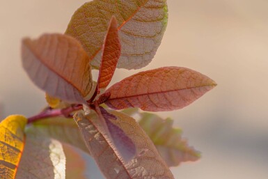 Prunus virginiana 'Shubert' hoogstam 10/12