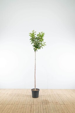 Prunus yedoensis hoogstam 12/14
