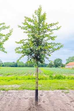 Prunus yedoensis hoogstam 12/14