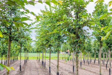 Prunus yedoensis hoogstam 12/14