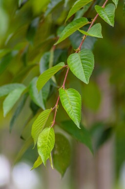 Prunus yedoensis hoogstam 12/14
