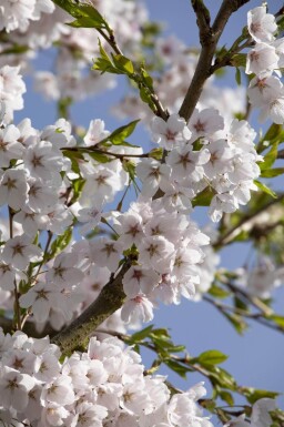 Prunus yedoensis hoogstam 12/14