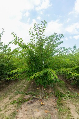 Prunus yedoensis meerstammig 350-400