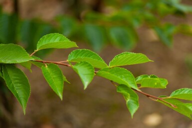 Prunus yedoensis meerstammig 350-400