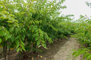 Prunus yedoensis meerstammig 350-400