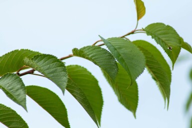 Prunus yedoensis meerstammig 350-400