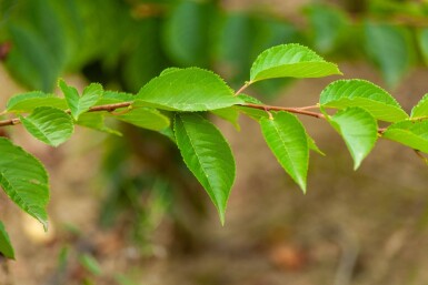 Prunus yedoensis meerstammig 350-400