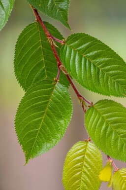 Prunus yedoensis dakvorm