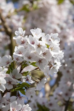 Prunus yedoensis dakvorm