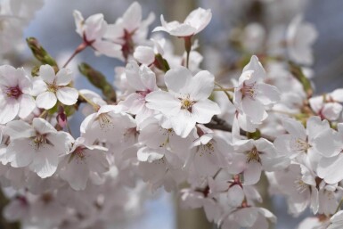 Prunus yedoensis dakvorm