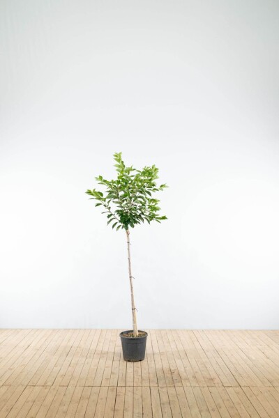 Prunus yedoensis halfstam 10/12 150cm stam